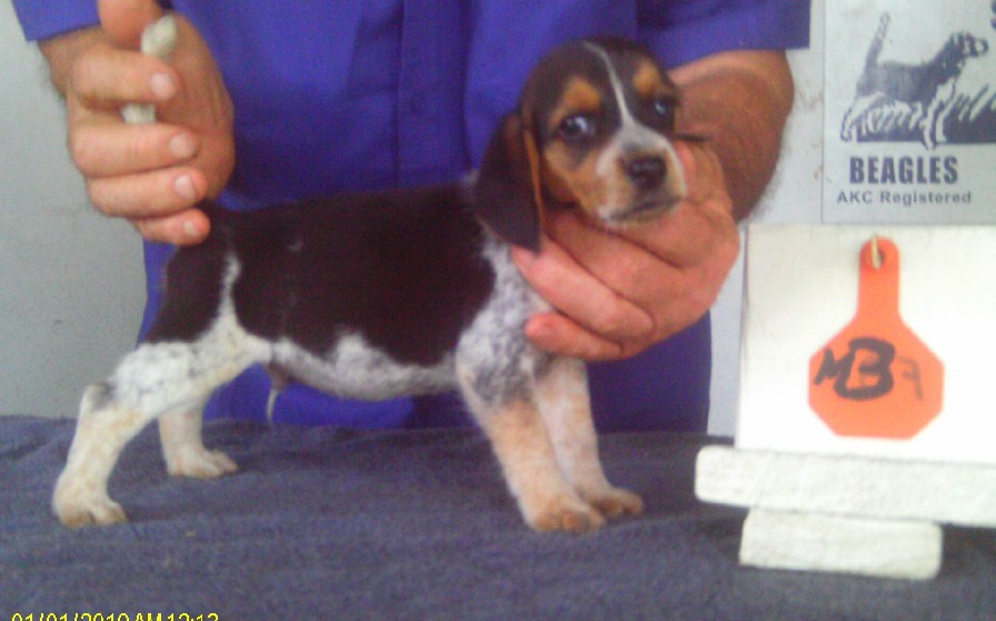 HARD ROCK X BETTY SUE MALE PUP 3